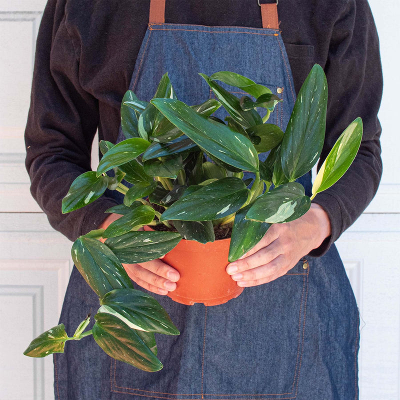 Load image into Gallery viewer, Monstera 'Standeleyana Albo Variegated'
