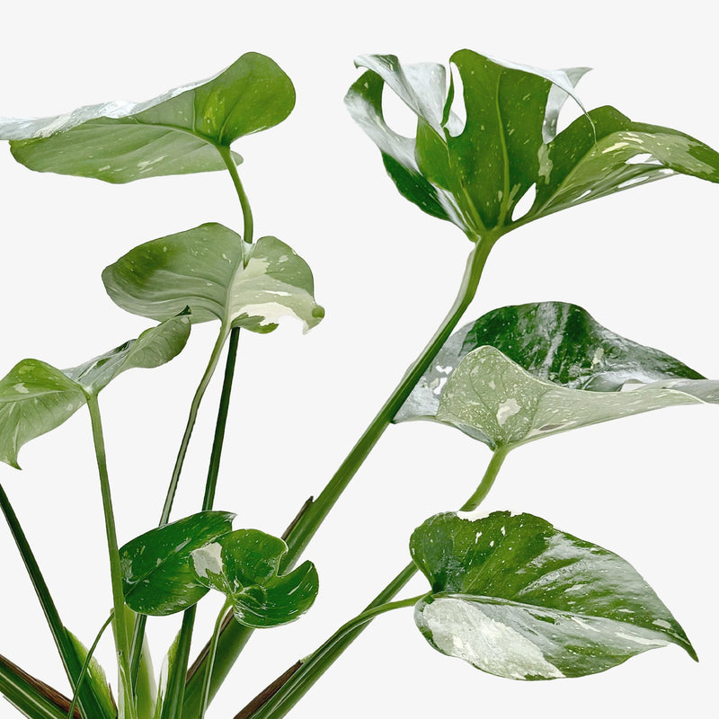 Load image into Gallery viewer, Monstera 'Thai Constellation'
