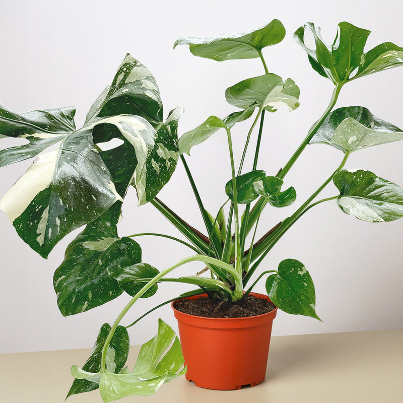Load image into Gallery viewer, Monstera 'Thai Constellation'
