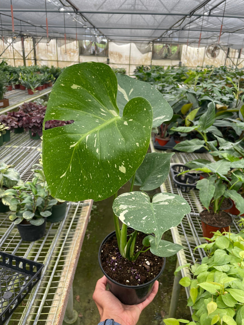 Load image into Gallery viewer, Monstera 'Thai Constellation'
