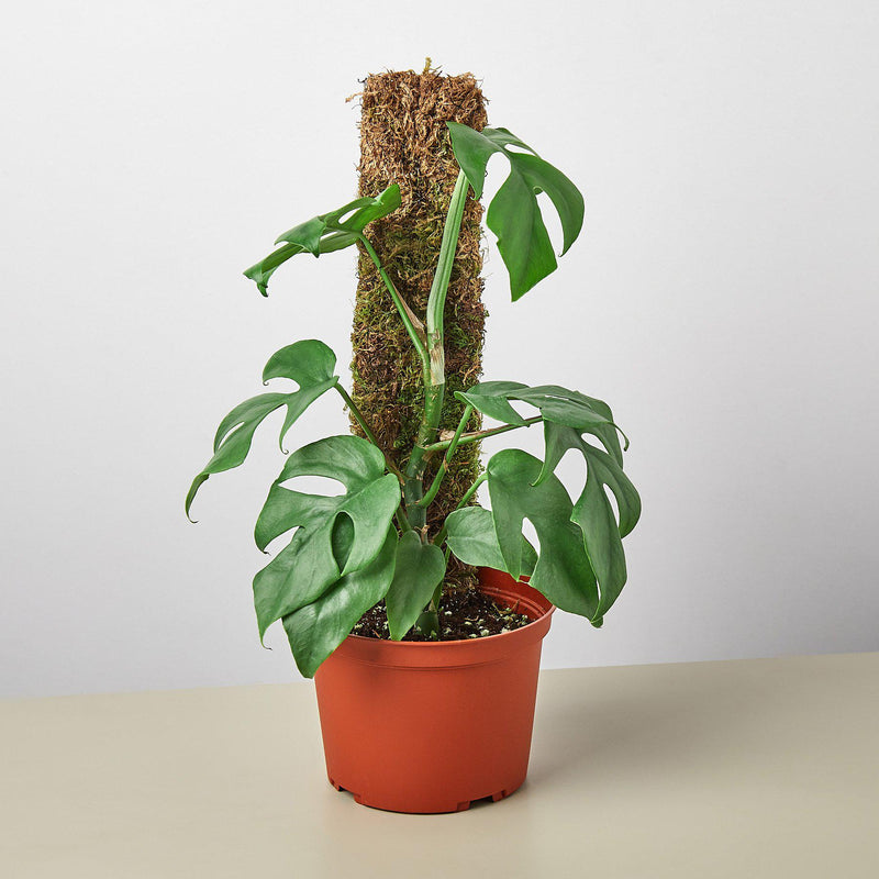 Load image into Gallery viewer, Philodendron Mini Monstera Minima
