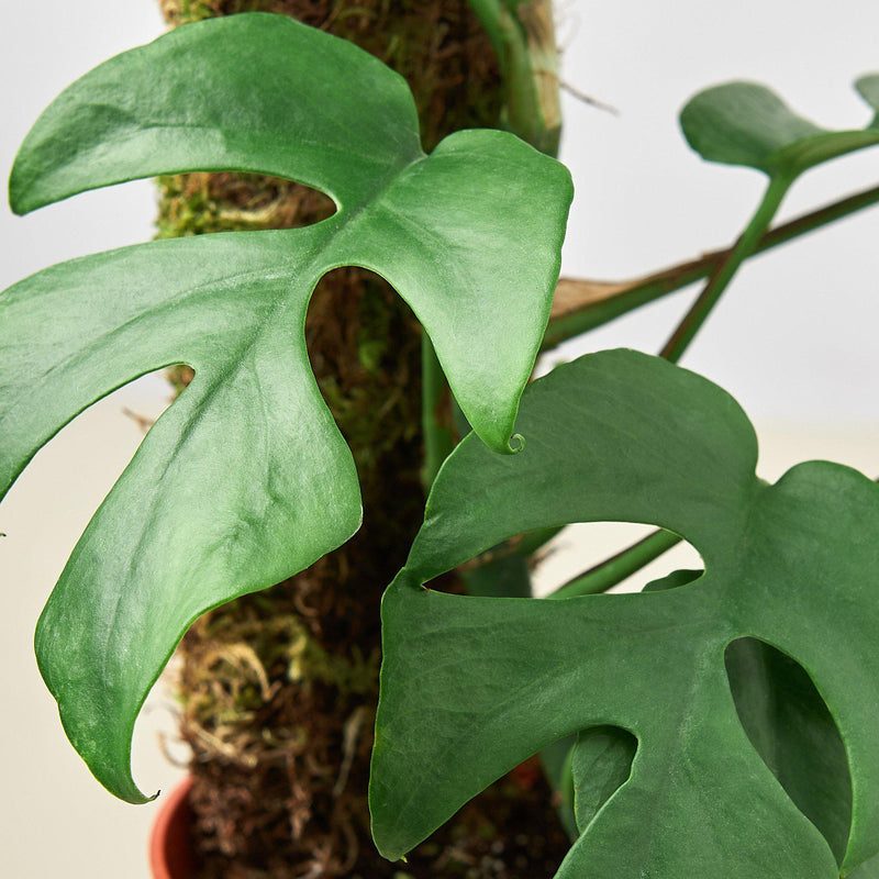 Load image into Gallery viewer, Philodendron Mini Monstera Minima
