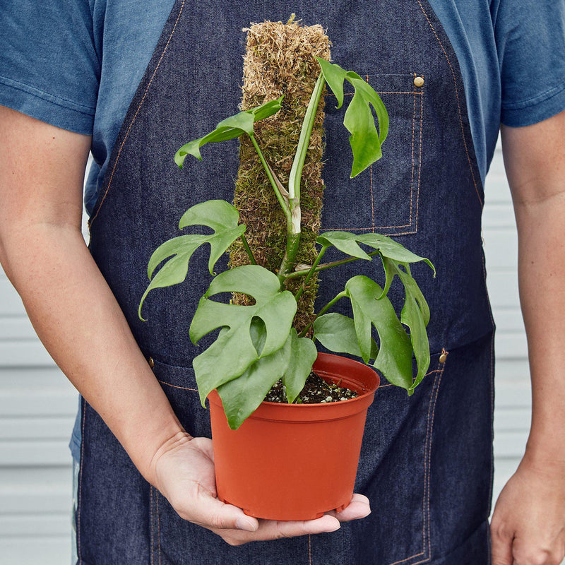 Load image into Gallery viewer, Philodendron Mini Monstera Minima
