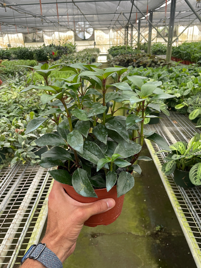 Load image into Gallery viewer, Nematanthus Black Goldfish Plant

