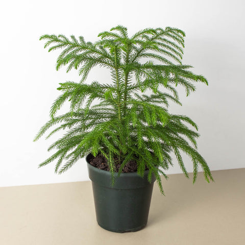 Norfolk 'Island Pine', additional product view 2