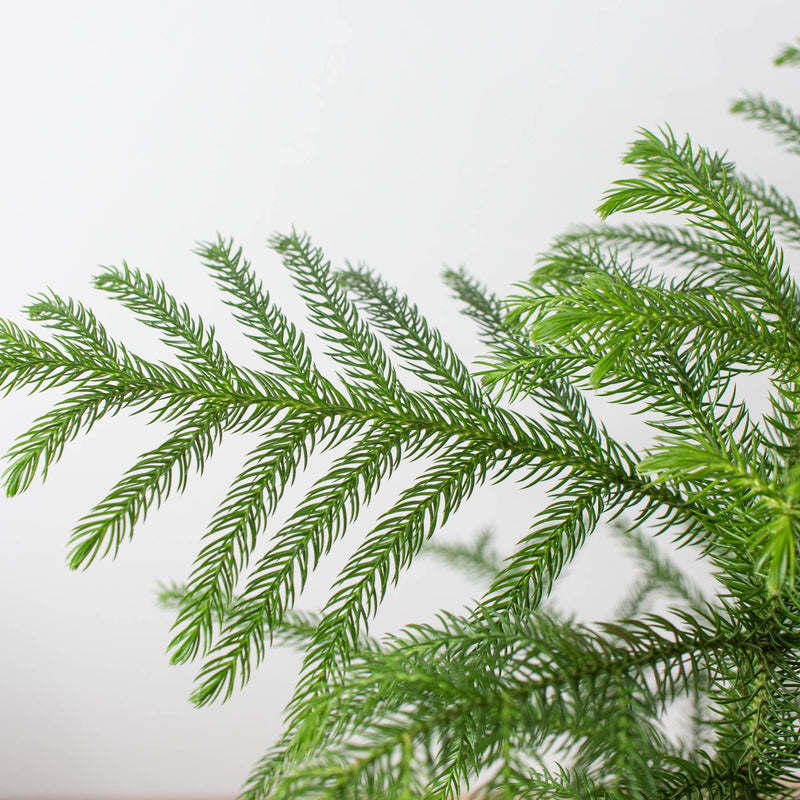 Load image into Gallery viewer, Norfolk 'Island Pine'
