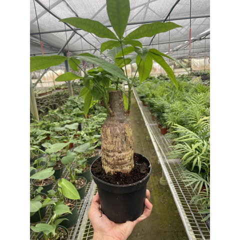 Money Tree 'Guiana Chestnut' Pachira Stump, additional product view 2