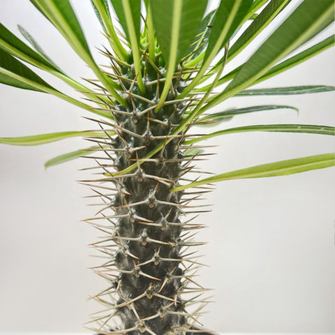 Pachypodium 'lamerei' (Madagascar Palm), additional product view 2