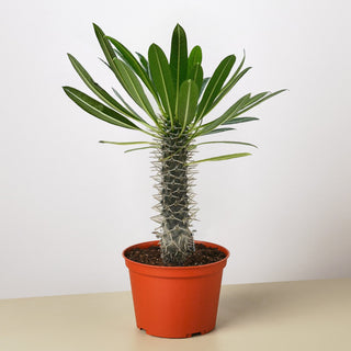 Pachypodium Lamerei Madagascar Palm