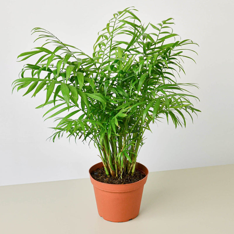 Load image into Gallery viewer, Parlor Palm
