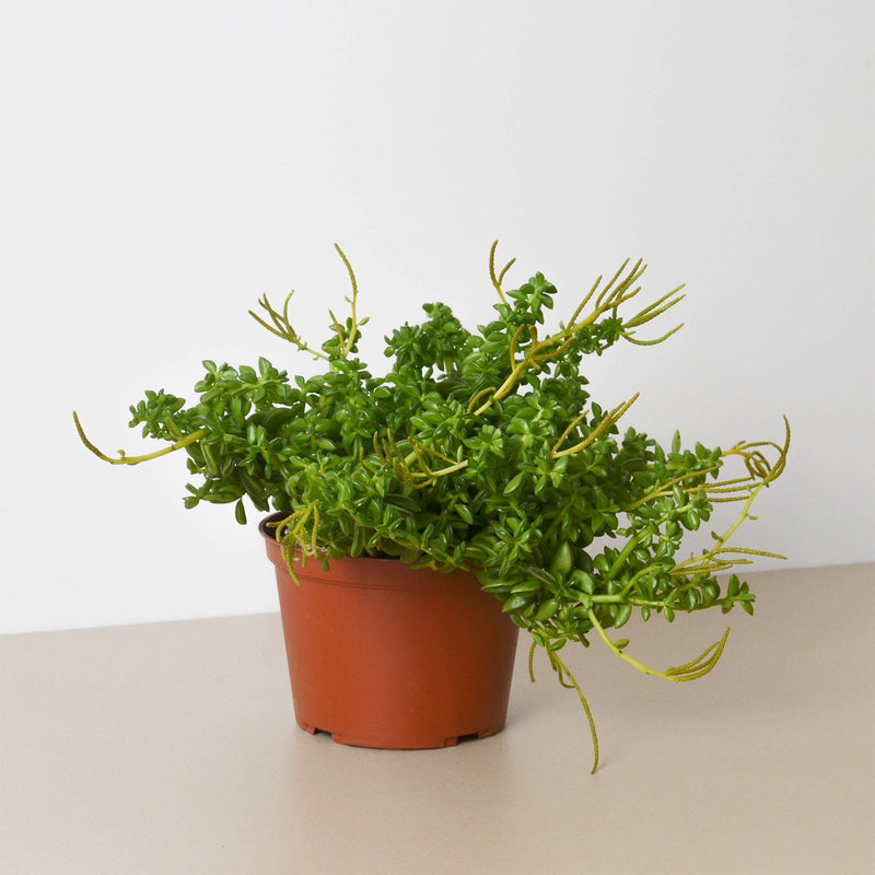 Load image into Gallery viewer, Peperomia 'Axillaris'
