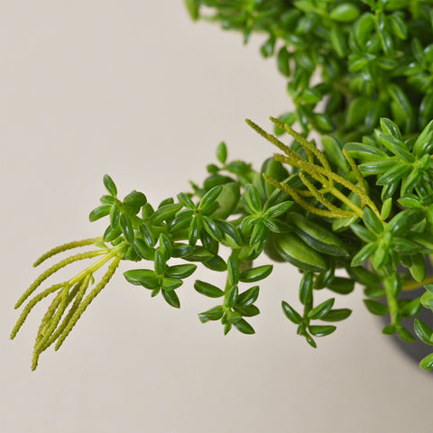 Peperomia 'Axillaris', additional product view 2