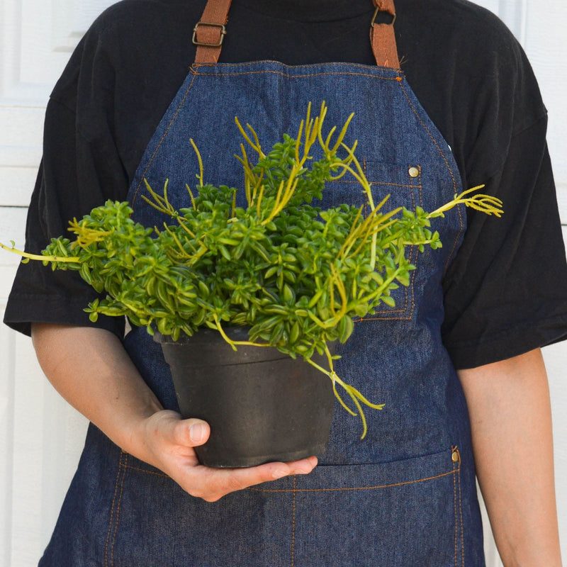 Load image into Gallery viewer, Peperomia 'Axillaris'
