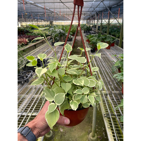 Peperomia Cupid