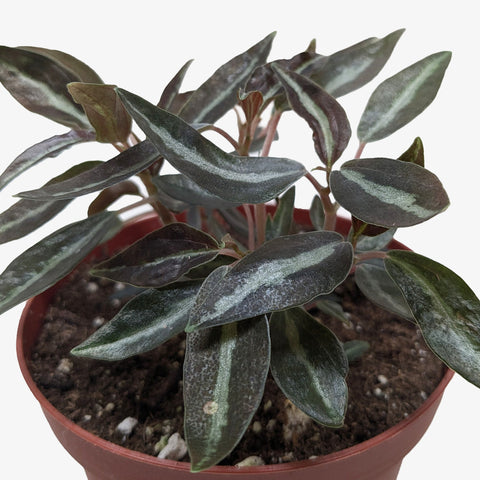 Peperomia 'Metallica', additional product view 2