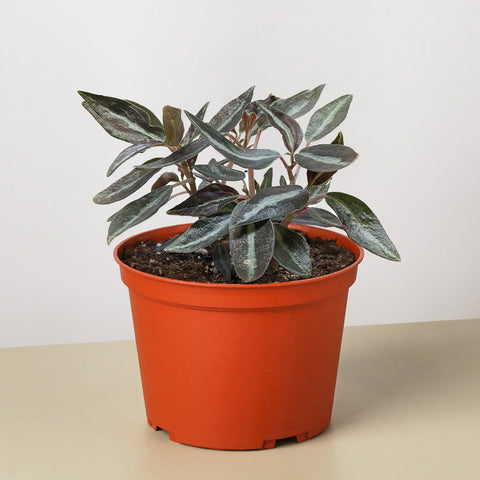 Peperomia Metallica