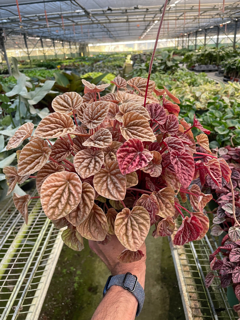 Load image into Gallery viewer, Peperomia 'Quito'

