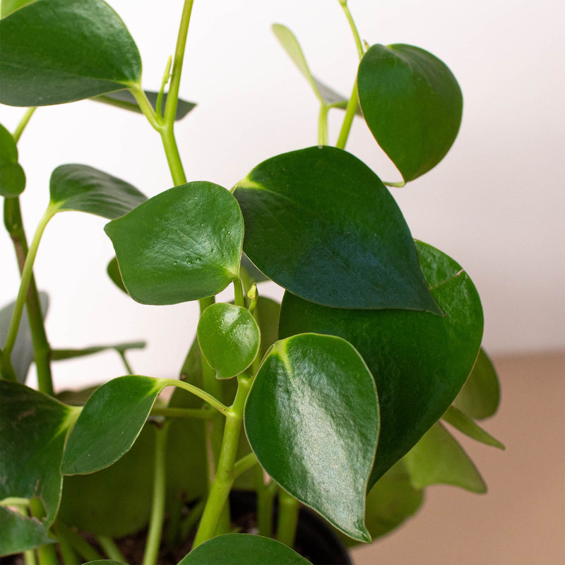 Load image into Gallery viewer, Peperomia 'Raindrop'
