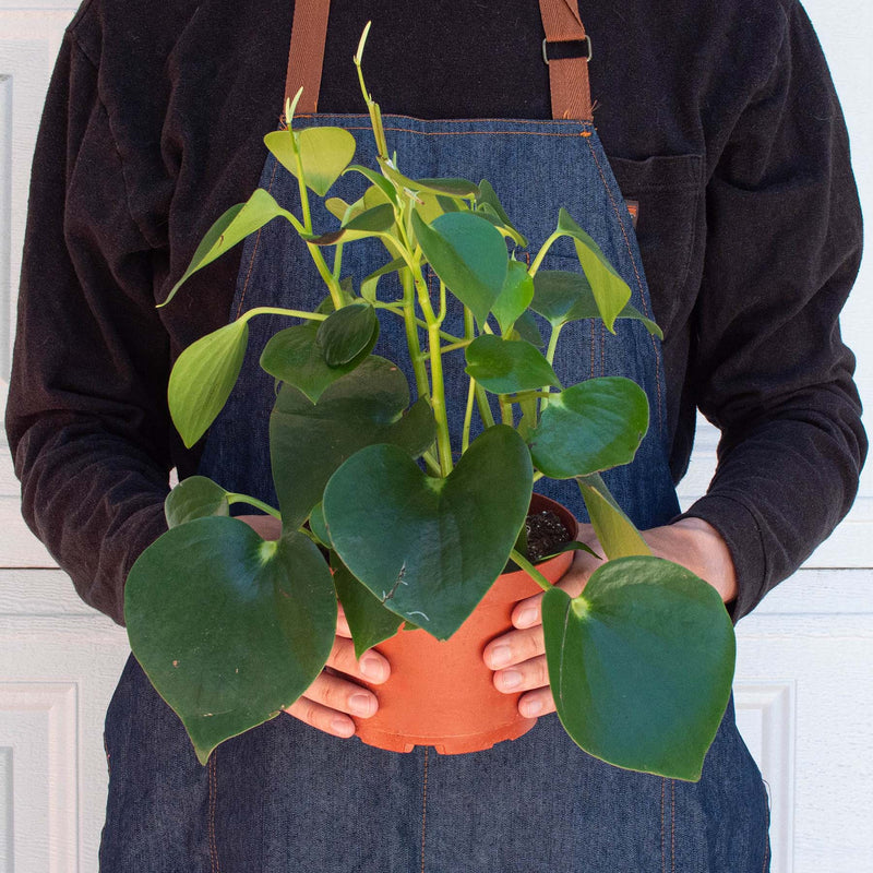 Load image into Gallery viewer, Peperomia 'Raindrop'
