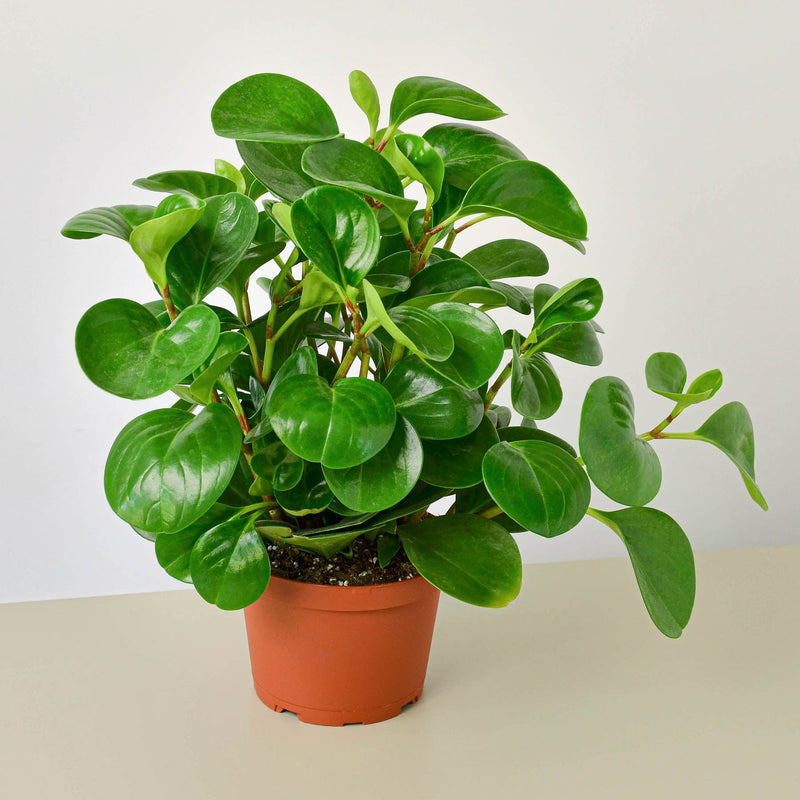 Load image into Gallery viewer, Peperomia Thailand
