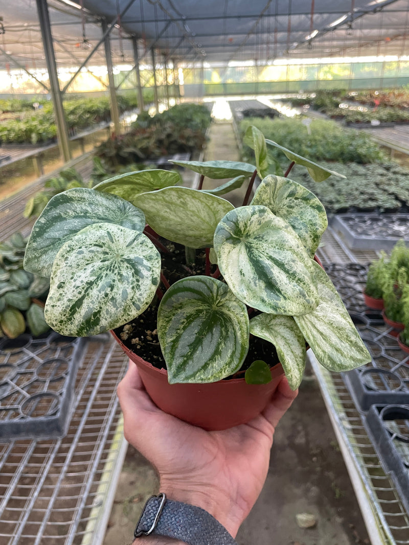 Load image into Gallery viewer, Peperomia 'Watermelon Variegated'
