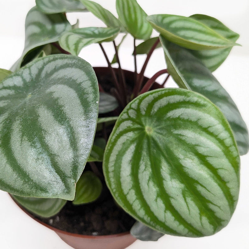 Load image into Gallery viewer, Peperomia 'Watermelon'

