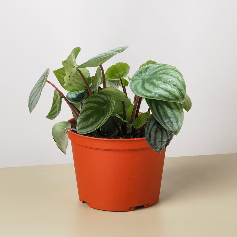 Load image into Gallery viewer, Peperomia 'Watermelon'
