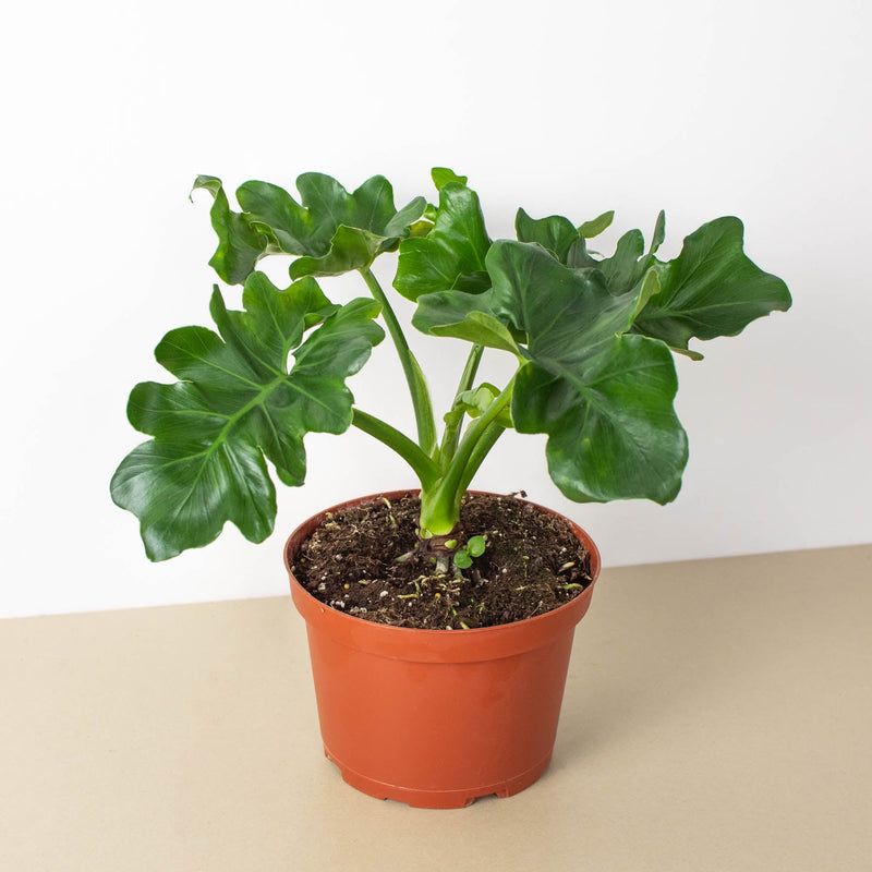 Load image into Gallery viewer, Philodendron 'Atom'

