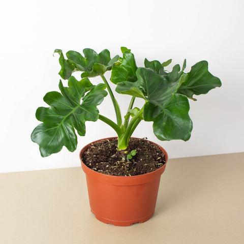 Philodendron 'Atom', additional product view 2
