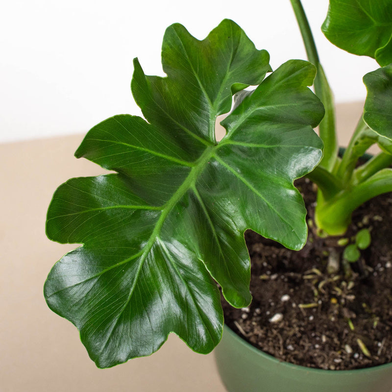 Load image into Gallery viewer, Philodendron 'Atom'
