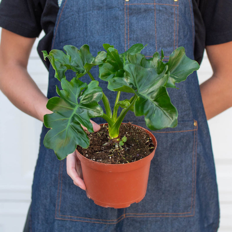 Load image into Gallery viewer, Philodendron 'Atom'
