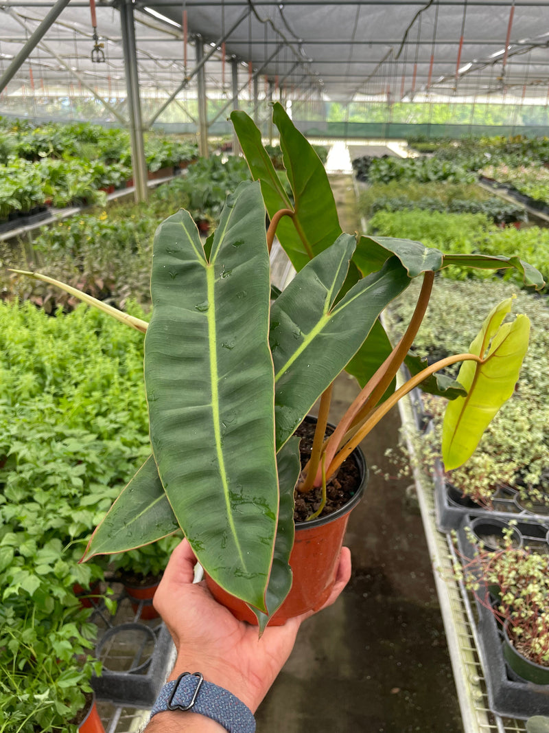 Load image into Gallery viewer, Philodendron 'Billietiae'
