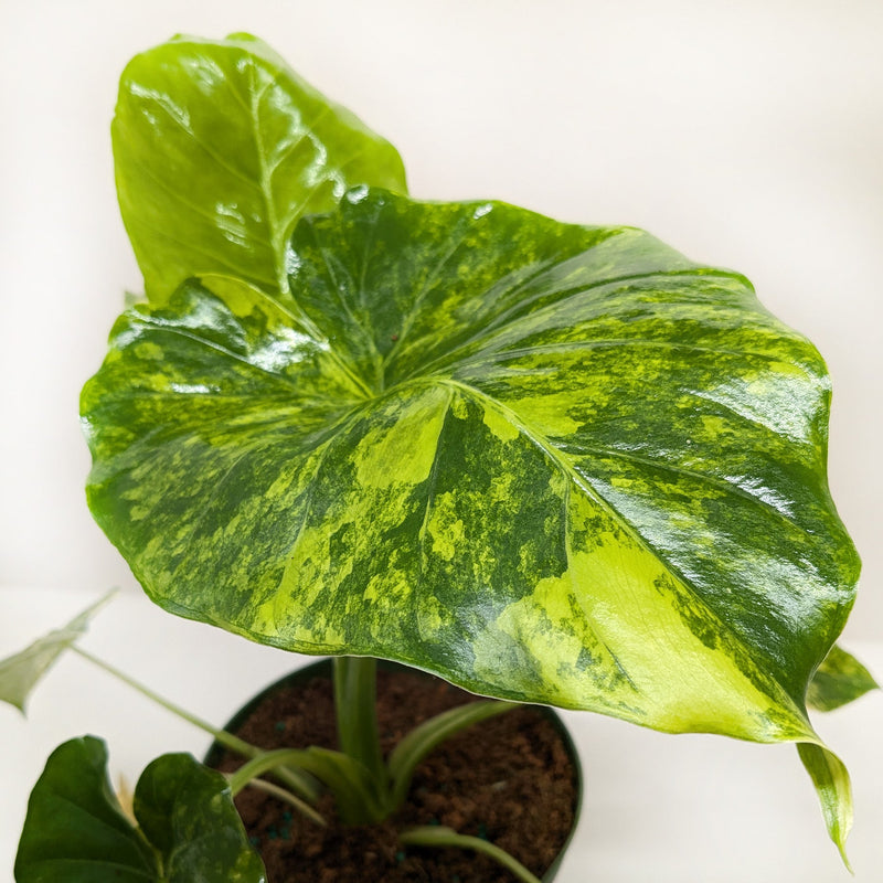 Load image into Gallery viewer, Philodendron Burle Marx Albo
