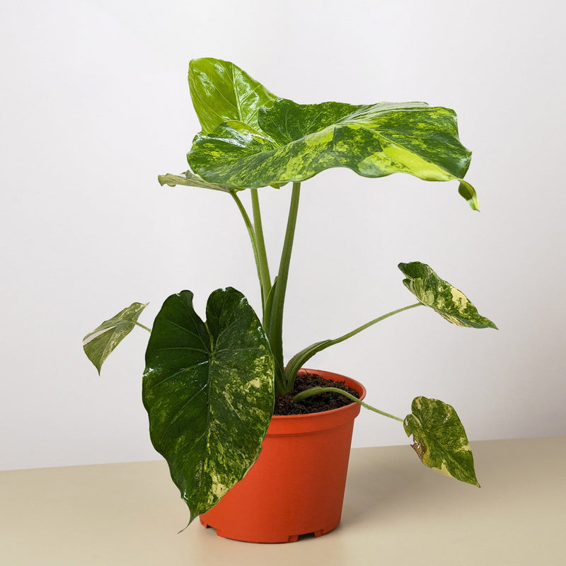 Load image into Gallery viewer, Philodendron Burle Marx Albo
