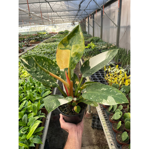 Philodendron 'Congo Green Variegated', additional product view 2