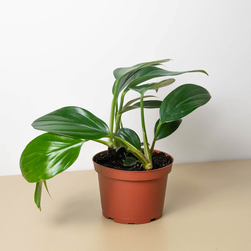 Load image into Gallery viewer, Philodendron 'Dragon Tail'

