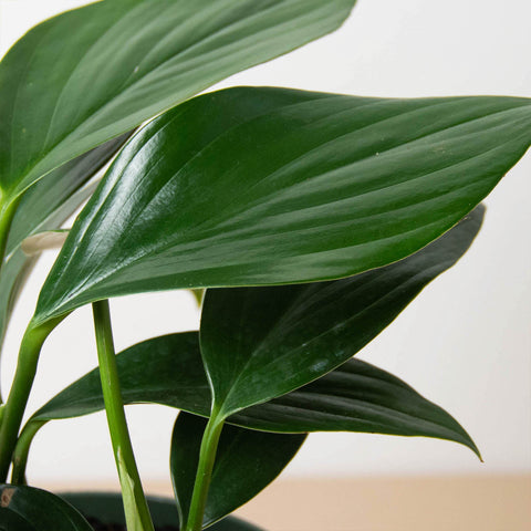 Philodendron 'Dragon Tail', additional product view 2