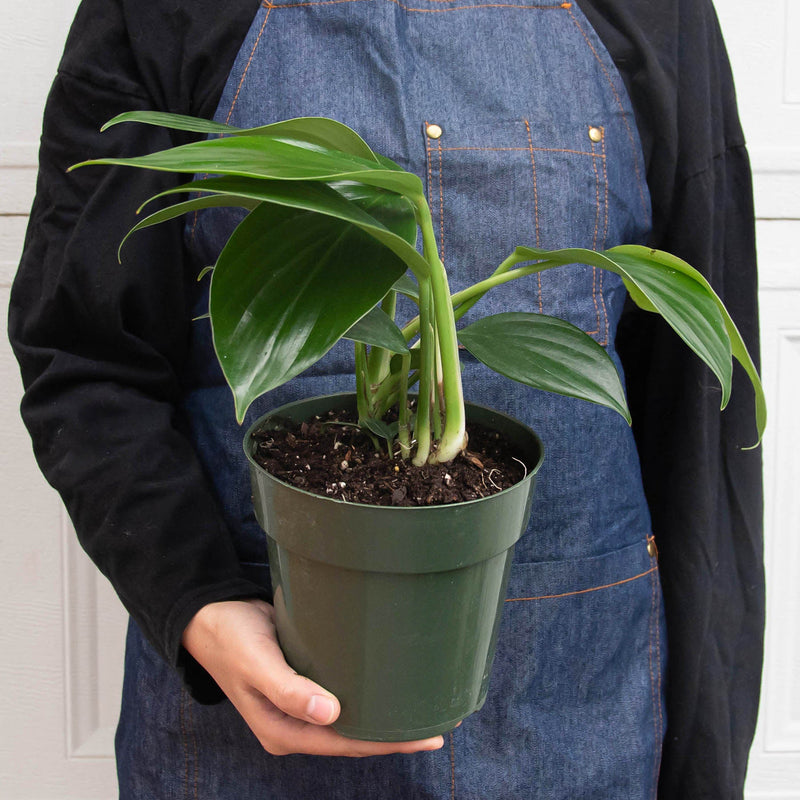 Load image into Gallery viewer, Philodendron 'Dragon Tail'
