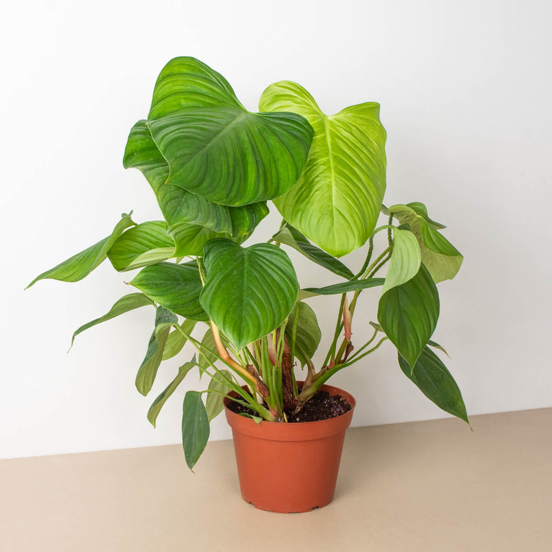Load image into Gallery viewer, Philodendron 'Fuzzy Petiole'
