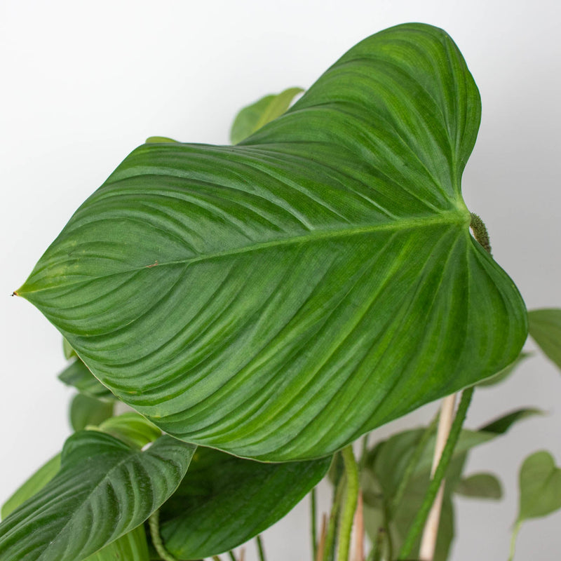 Load image into Gallery viewer, Philodendron 'Fuzzy Petiole'
