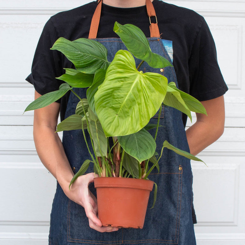 Load image into Gallery viewer, Philodendron 'Fuzzy Petiole'
