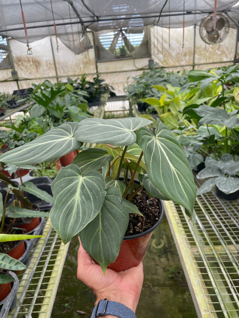 Load image into Gallery viewer, Philodendron 'Gloriosum'
