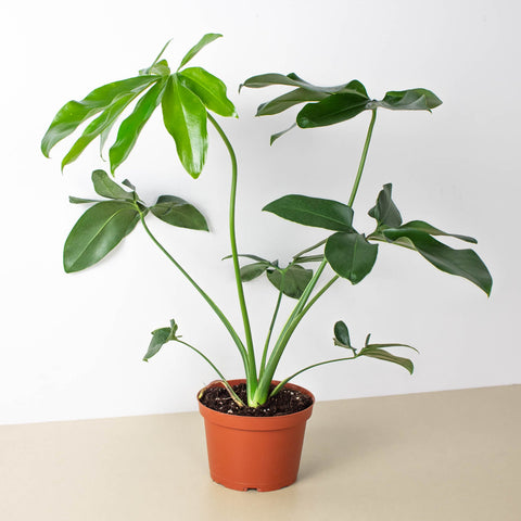 Philodendron Goeldii