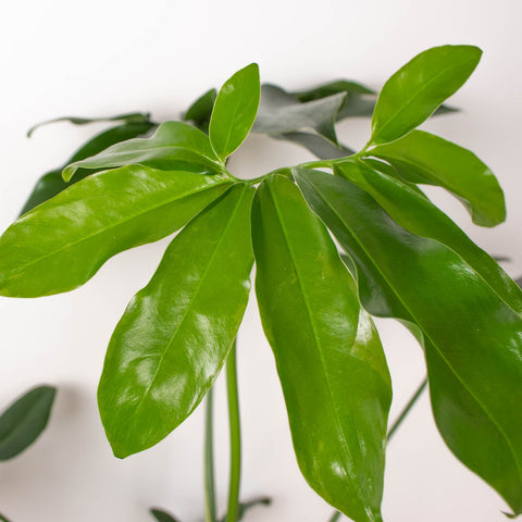 Philodendron 'Goeldii', additional product view 2