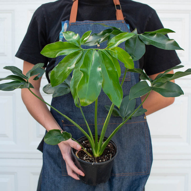 Load image into Gallery viewer, Philodendron 'Goeldii'
