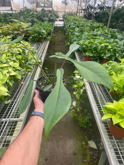 Philodendron 'Joepii', additional product view 2