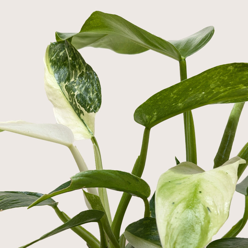 Load image into Gallery viewer, Philodendron Jose Bueno
