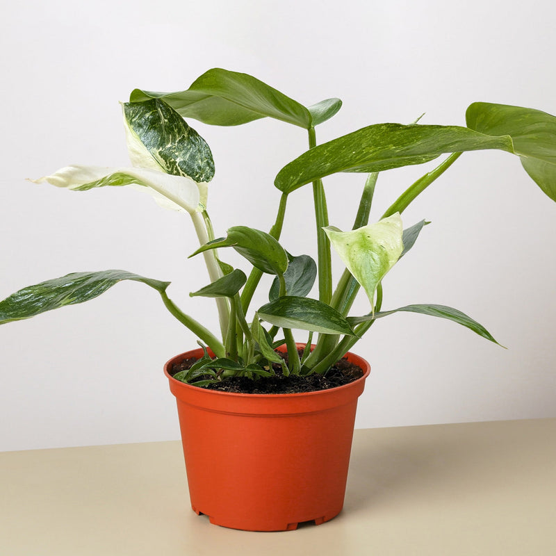 Load image into Gallery viewer, Philodendron Jose Bueno
