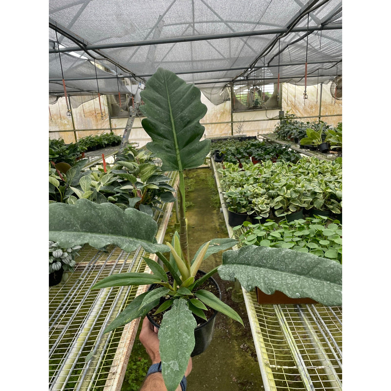 Load image into Gallery viewer, Philodendron 'Jungle Boogie'
