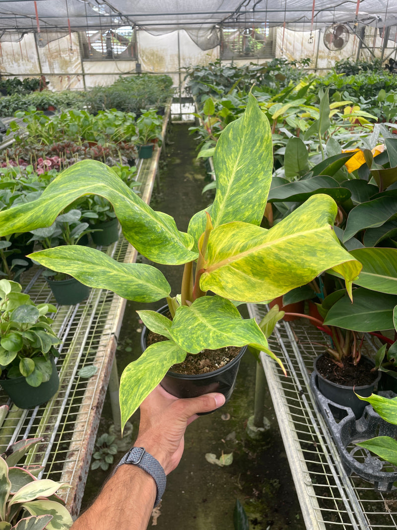 Load image into Gallery viewer, Philodendron 'Orange Marmalade'

